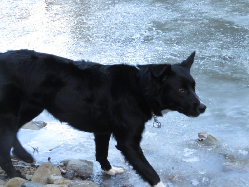 When Is It Best To Get Female Dog Nuetered Natural When Is It Best To Get Female Dog Nuetered Natural